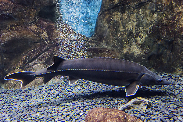 포토 JPG 한마리 실내 어류 근접촬영 사람없음 수조 어항 민물고기 철갑상어 국내포토 1 뷰포인트 내부 수중동물 파일형식