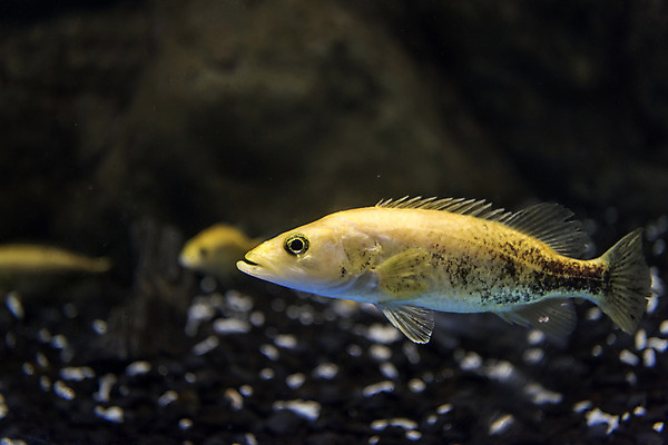 포토 JPG 한마리 실내 어류 근접촬영 사람없음 수조 어항 민물고기 쏘가리 토종 황쏘가리 국내포토 1 뷰포인트 내부 수중동물 파일형식