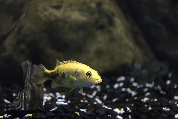 포토 JPG 한마리 실내 어류 근접촬영 사람없음 수조 어항 민물고기 토종 황쏘가리 국내포토 1 뷰포인트 내부 수중동물 파일형식