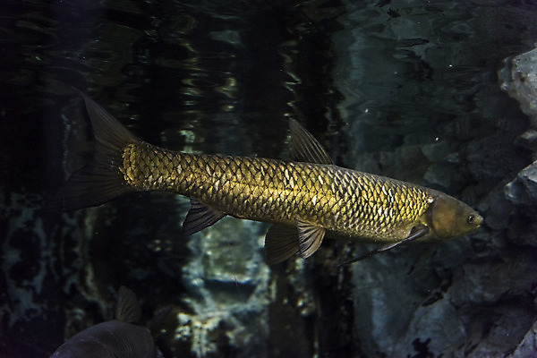 포토 JPG 한마리 실내 어류 근접촬영 사람없음 수조 어항 민물고기 잉어 토종 국내포토 1 뷰포인트 내부 수중동물 파일형식