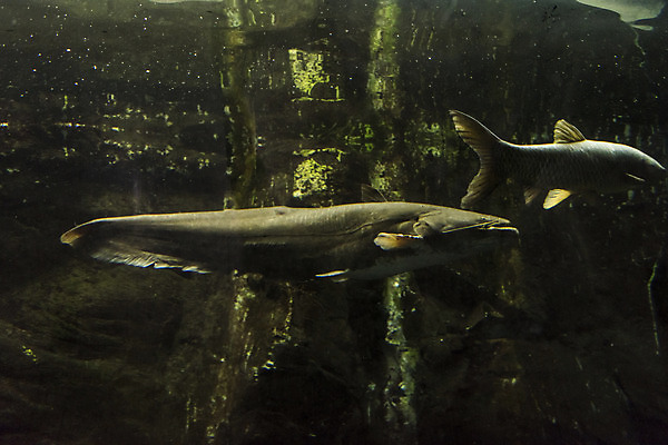 포토 JPG 두마리 실내 어류 근접촬영 사람없음 수조 어항 민물고기 메기 토종 국내포토 뷰포인트 2 내부 수중동물 파일형식