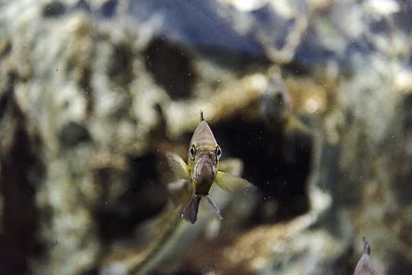 포토 JPG 한마리 실내 어류 근접촬영 사람없음 아웃포커스 수조 어항 민물고기 블루길 국내포토 1 뷰포인트 촬영기법 내부 수중동물 파일형식