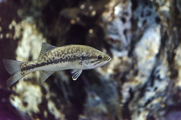 포토 JPG 한마리 실내 어류 근접촬영 사람없음 수조 어항 민물고기 배스 국내포토 1 뷰포인트 내부 수중동물 파일형식