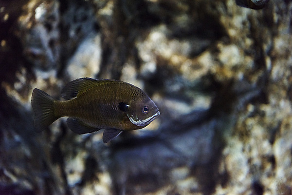 포토 JPG 한마리 실내 어류 근접촬영 사람없음 수조 어항 민물고기 블루길 국내포토 1 뷰포인트 내부 수중동물 파일형식