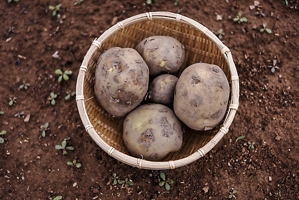 포토 JPG 주간 식재료 감자 취미 사람없음 야외 농작물 하이앵글 바구니 여러개 흙 유기농 감자밭 주말농장 텃밭 국내포토 자연요소 웰빙 뷰포인트 다수 밭 농업 채소 농장 파일형식