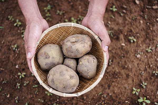 포토 JPG 주간 손 남자 식재료 감자 한명 들기 성인 취미 야외 신체부위 농작물 하이앵글 바구니 여러개 흙 양손 유기농 감자밭 주말농장 텃밭 국내포토 자연요소 1 웰빙 뷰포인트 다수 밭 농업 채소 모션 사람 농장 파일형식