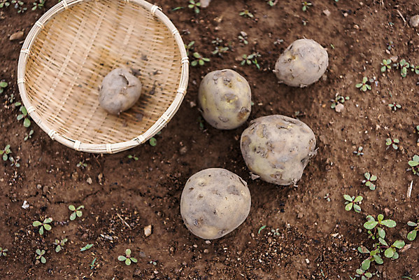 포토 JPG 주간 식재료 감자 취미 사람없음 야외 농작물 하이앵글 바구니 여러개 흙 유기농 감자밭 주말농장 텃밭 국내포토 자연요소 웰빙 뷰포인트 다수 밭 농업 채소 농장 파일형식
