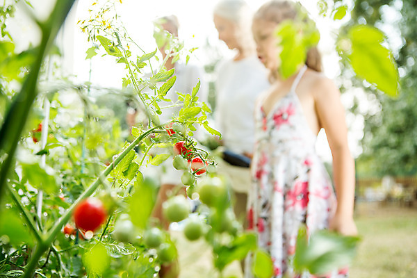 포토 JPG 주간 서양인 외국인 식물 응시 여자 열매 할머니 어린이 가족 자연 엄마 대가족 서기 사람 상반신 20대 성인 야외 옆모습 아웃포커스 세명 여름 화목 가족라이프 60대 즐거움 체코 국내포토 자연요소 라이프스타일 시선 계절 노년 감정 유럽 뷰포인트 컨셉 관계 모션 촬영기법 인종 청년 생태계 파일형식