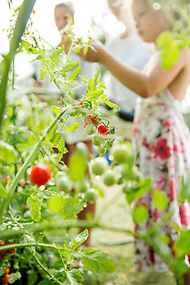 포토 JPG 주간 서양인 외국인 식물 응시 여자 열매 할머니 어린이 채소 가족 자연 엄마 대가족 서기 사람 상반신 20대 성인 야외 옆모습 아웃포커스 세명 여름 화목 가족라이프 60대 즐거움 체코 국내포토 자연요소 라이프스타일 시선 계절 노년 감정 유럽 뷰포인트 컨셉 관계 모션 촬영기법 인종 청년 생태계 파일형식