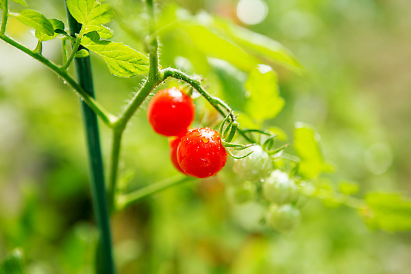 포토 JPG 주간 식물 열매 자연 근접촬영 사람없음 야외 아웃포커스 초록색 여름 체코 국내포토 자연요소 계절 유럽 뷰포인트 컬러 촬영기법 생태계 파일형식