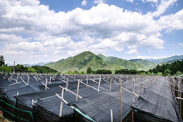 포토 JPG 주간 구름 자연 하늘 산 한국 풍경 사람없음 야외 여름 여름풍경 단양 인삼밭 국내포토 자연요소 계절 아시아 밭 생태계 충청북도 파일형식 여름_계절