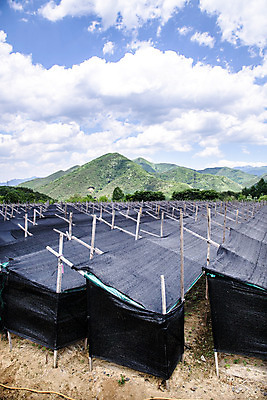 포토 JPG 주간 구름 자연 하늘 산 한국 풍경 사람없음 야외 여름 여름풍경 단양 인삼밭 국내포토 자연요소 계절 아시아 밭 생태계 충청북도 파일형식 여름_계절