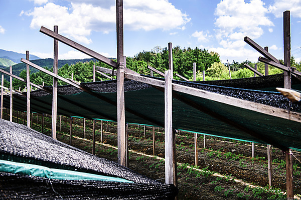 포토 JPG 주간 구름 자연 하늘 한국 풍경 사람없음 야외 여름 여름풍경 단양 인삼밭 국내포토 자연요소 계절 아시아 밭 생태계 충청북도 파일형식 여름_계절