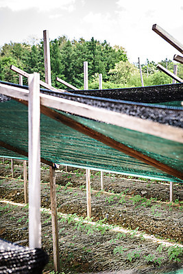 포토 JPG 주간 나무 자연 한국 풍경 사람없음 야외 여름 여름풍경 단양 인삼밭 국내포토 자연요소 식물 계절 아시아 밭 생태계 충청북도 파일형식 여름_계절