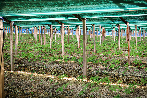 포토 JPG 주간 잎 자연 한국 풍경 사람없음 야외 여름 여름풍경 단양 인삼밭 국내포토 자연요소 식물 계절 아시아 밭 생태계 충청북도 파일형식 여름_계절