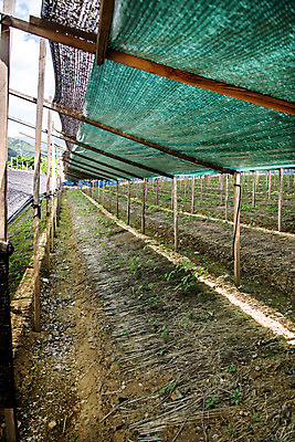 포토 JPG 주간 자연 한국 풍경 사람없음 야외 여름 여름풍경 단양 인삼밭 국내포토 자연요소 계절 아시아 밭 생태계 충청북도 파일형식 여름_계절