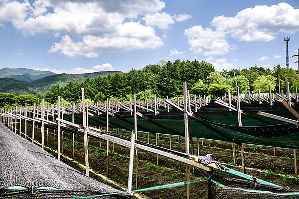 포토 JPG 주간 나무 구름 자연 하늘 한국 풍경 사람없음 야외 여름 여름풍경 단양 인삼밭 국내포토 자연요소 식물 계절 아시아 밭 생태계 충청북도 파일형식 여름_계절