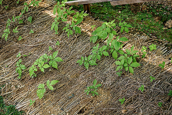 포토 JPG 주간 잎 자연 한국 풍경 사람없음 야외 여름 여름풍경 단양 인삼밭 국내포토 자연요소 식물 계절 아시아 밭 생태계 충청북도 파일형식 여름_계절