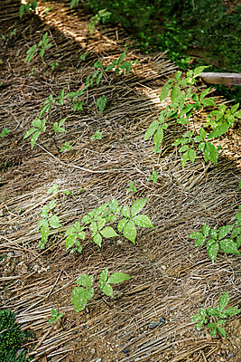 포토 JPG 주간 잎 자연 한국 풍경 사람없음 야외 여름 여름풍경 단양 인삼밭 국내포토 자연요소 식물 계절 아시아 밭 생태계 충청북도 파일형식 여름_계절