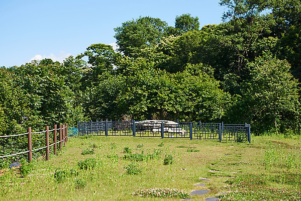 포토 JPG 주간 나무 한국전통 여행 유적지 풍경 사람없음 야외 관광지 맑음 봄 세계문화유산 문화재 역사 한국사 고인돌 강화도 국내여행 사적지 국내포토 자연요소 식물 전통 계절 고건축 날씨 한국 무덤 청동기 인천 파일형식
