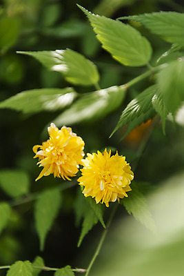 포토 JPG 주간 식물 꽃 잎 자연 근접촬영 사람없음 야외 아웃포커스 들꽃 감성 죽단화 국내포토 자연요소 뷰포인트 컨셉 촬영기법 생태계 파일형식