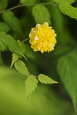 포토 JPG 주간 식물 꽃 잎 자연 근접촬영 사람없음 야외 아웃포커스 들꽃 감성 죽단화 국내포토 자연요소 뷰포인트 컨셉 촬영기법 생태계 파일형식