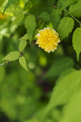 포토 JPG 주간 식물 꽃 잎 자연 근접촬영 사람없음 야외 아웃포커스 들꽃 감성 죽단화 국내포토 자연요소 뷰포인트 컨셉 촬영기법 생태계 파일형식