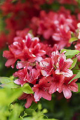 포토 JPG 주간 식물 꽃 자연 근접촬영 사람없음 야외 들꽃 철쭉 감성 국내포토 자연요소 뷰포인트 컨셉 생태계 파일형식