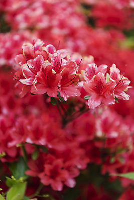 포토 JPG 주간 식물 꽃 자연 근접촬영 사람없음 야외 들꽃 철쭉 감성 국내포토 자연요소 뷰포인트 컨셉 생태계 파일형식