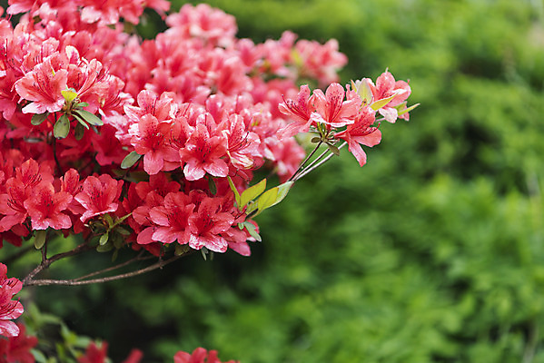 포토 JPG 주간 식물 꽃 자연 근접촬영 사람없음 야외 들꽃 철쭉 감성 국내포토 자연요소 뷰포인트 컨셉 생태계 파일형식
