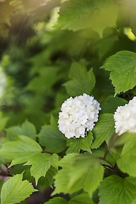 포토 JPG 주간 식물 꽃 잎 자연 근접촬영 사람없음 야외 들꽃 감성 불두화 국내포토 자연요소 뷰포인트 컨셉 생태계 파일형식