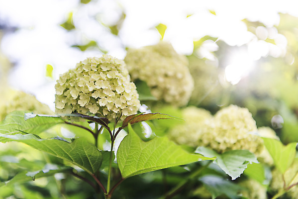 포토 JPG 주간 식물 꽃 잎 자연 근접촬영 사람없음 야외 들꽃 감성 불두화 국내포토 자연요소 뷰포인트 컨셉 생태계 파일형식