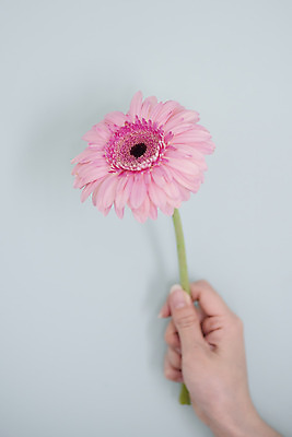 포토 JPG 스튜디오촬영 식물 손 꽃 한송이 실내 들기 20대 사람없음 신체부위 인테리어 오브젝트 감성 거베라 국내포토 1 디자인 컨셉 모션 사람 청년 내부 송이 파일형식