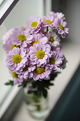 포토 JPG 스튜디오촬영 식물 꽃 창문 실내 근접촬영 사람없음 인테리어 꽃병 창가 오브젝트 감성 마거리트 국내포토 디자인 뷰포인트 컨셉 내부 파일형식