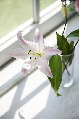 포토 JPG 스튜디오촬영 식물 꽃 창문 실내 사람없음 인테리어 꽃병 백합 창가 오브젝트 감성 국내포토 디자인 컨셉 내부 파일형식