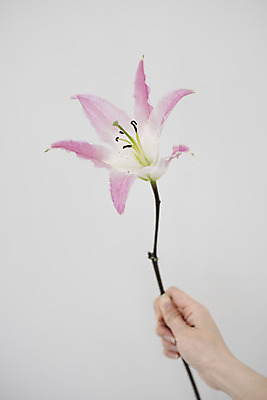 포토 JPG 스튜디오촬영 식물 손 여자 꽃 실내 한명 들기 성인 사람없음 신체부위 인테리어 백합 오브젝트 감성 성인여자한명만 국내포토 1 디자인 컨셉 모션 사람 내부 여자한명만 성인여자만 파일형식