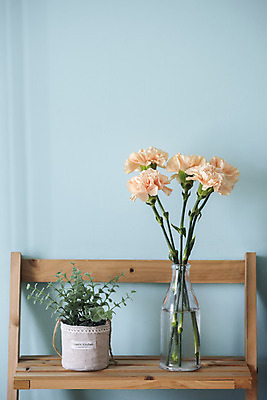 포토 JPG 스튜디오촬영 식물 꽃 화분 실내 사람없음 인테리어 꽃병 어버이날 스승의날 카네이션 오브젝트 감성 국내포토 디자인 기념일 컨셉 내부 파일형식