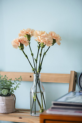 포토 JPG 스튜디오촬영 식물 꽃 화분 실내 사람없음 인테리어 꽃병 어버이날 스승의날 카네이션 오브젝트 감성 국내포토 디자인 기념일 컨셉 내부 파일형식