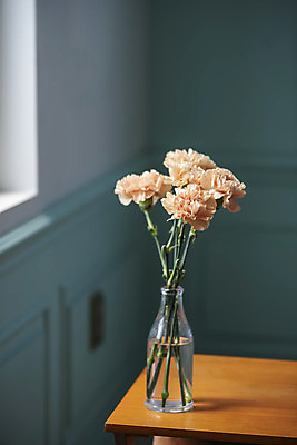 포토 JPG 스튜디오촬영 식물 꽃 실내 사람없음 인테리어 꽃병 어버이날 스승의날 카네이션 오브젝트 감성 국내포토 디자인 기념일 컨셉 내부 파일형식