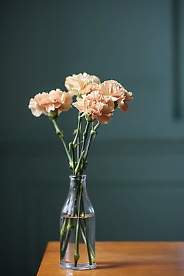 포토 JPG 스튜디오촬영 식물 꽃 실내 사람없음 인테리어 꽃병 어버이날 스승의날 카네이션 오브젝트 감성 국내포토 디자인 기념일 컨셉 내부 파일형식