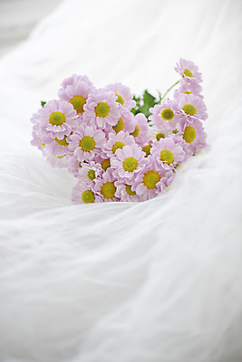 포토 JPG 스튜디오촬영 식물 꽃 웨딩드레스 실내 사람없음 인테리어 오브젝트 감성 마거리트 국내포토 디자인 드레스 컨셉 내부 파일형식