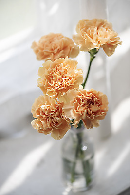 포토 JPG 스튜디오촬영 식물 꽃 창문 실내 사람없음 인테리어 꽃병 어버이날 스승의날 창가 카네이션 오브젝트 감성 국내포토 디자인 기념일 컨셉 내부 파일형식