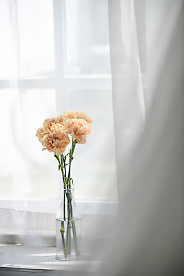 포토 JPG 스튜디오촬영 식물 꽃 창문 실내 사람없음 인테리어 꽃병 어버이날 스승의날 창가 카네이션 오브젝트 감성 국내포토 디자인 기념일 컨셉 내부 파일형식