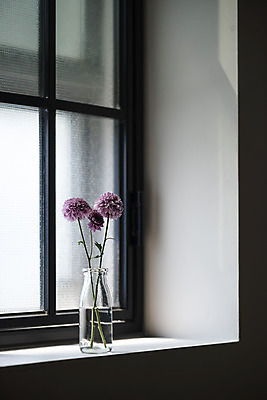 포토 JPG 스튜디오촬영 식물 꽃 창문 실내 사람없음 인테리어 꽃병 달리아 창가 오브젝트 감성 국내포토 디자인 컨셉 내부 파일형식