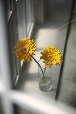 포토 JPG 스튜디오촬영 식물 꽃 창문 실내 사람없음 아웃포커스 인테리어 꽃병 창가 오브젝트 감성 거베라 국내포토 디자인 컨셉 촬영기법 내부 파일형식