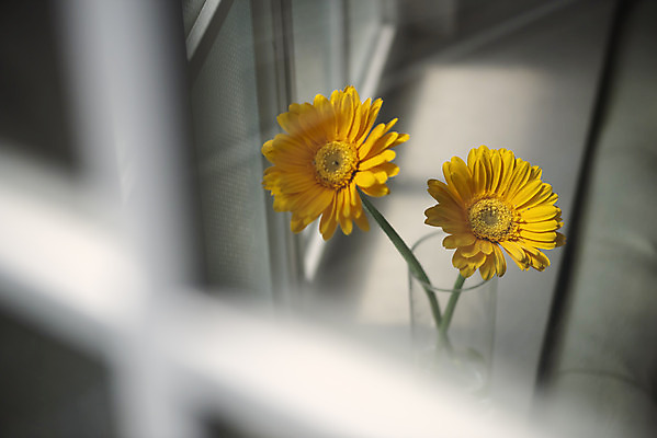 포토 JPG 스튜디오촬영 식물 꽃 창문 실내 사람없음 아웃포커스 인테리어 꽃병 창가 오브젝트 감성 거베라 국내포토 디자인 컨셉 촬영기법 내부 파일형식