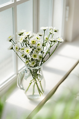 포토 JPG 스튜디오촬영 식물 꽃 창문 국화 실내 사람없음 아웃포커스 인테리어 꽃병 창가 오브젝트 감성 국내포토 디자인 컨셉 촬영기법 내부 파일형식