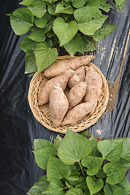 포토 JPG 주간 식재료 사람없음 야외 농작물 하이앵글 바구니 유기농 고구마 주말농장 텃밭 국내포토 자연요소 웰빙 뷰포인트 밭 농업 뿌리채소 농장 파일형식
