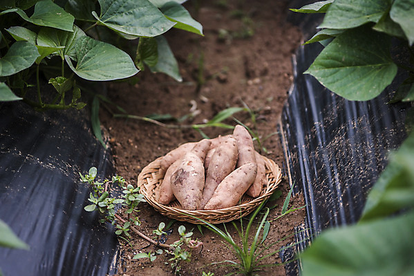 포토 JPG 주간 잎 식재료 사람없음 야외 농작물 바구니 유기농 고구마 주말농장 텃밭 국내포토 자연요소 식물 웰빙 밭 농업 뿌리채소 농장 파일형식