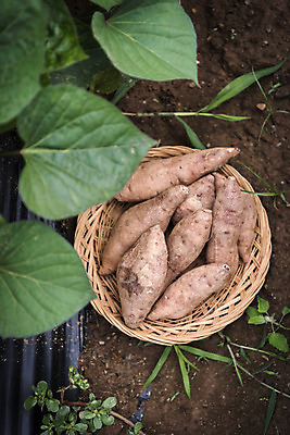 포토 JPG 주간 잎 식재료 사람없음 야외 농작물 하이앵글 바구니 유기농 고구마 주말농장 텃밭 국내포토 자연요소 식물 웰빙 뷰포인트 밭 농업 뿌리채소 농장 파일형식